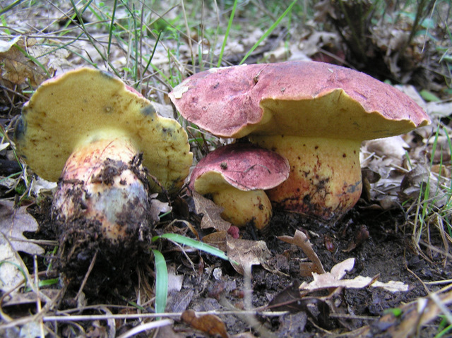 grande boletus